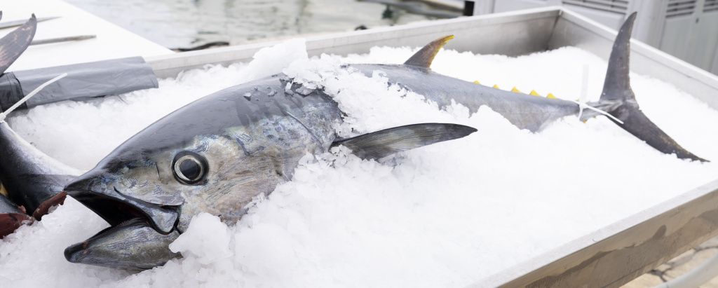 fish firm.jpg fish firm.jpg